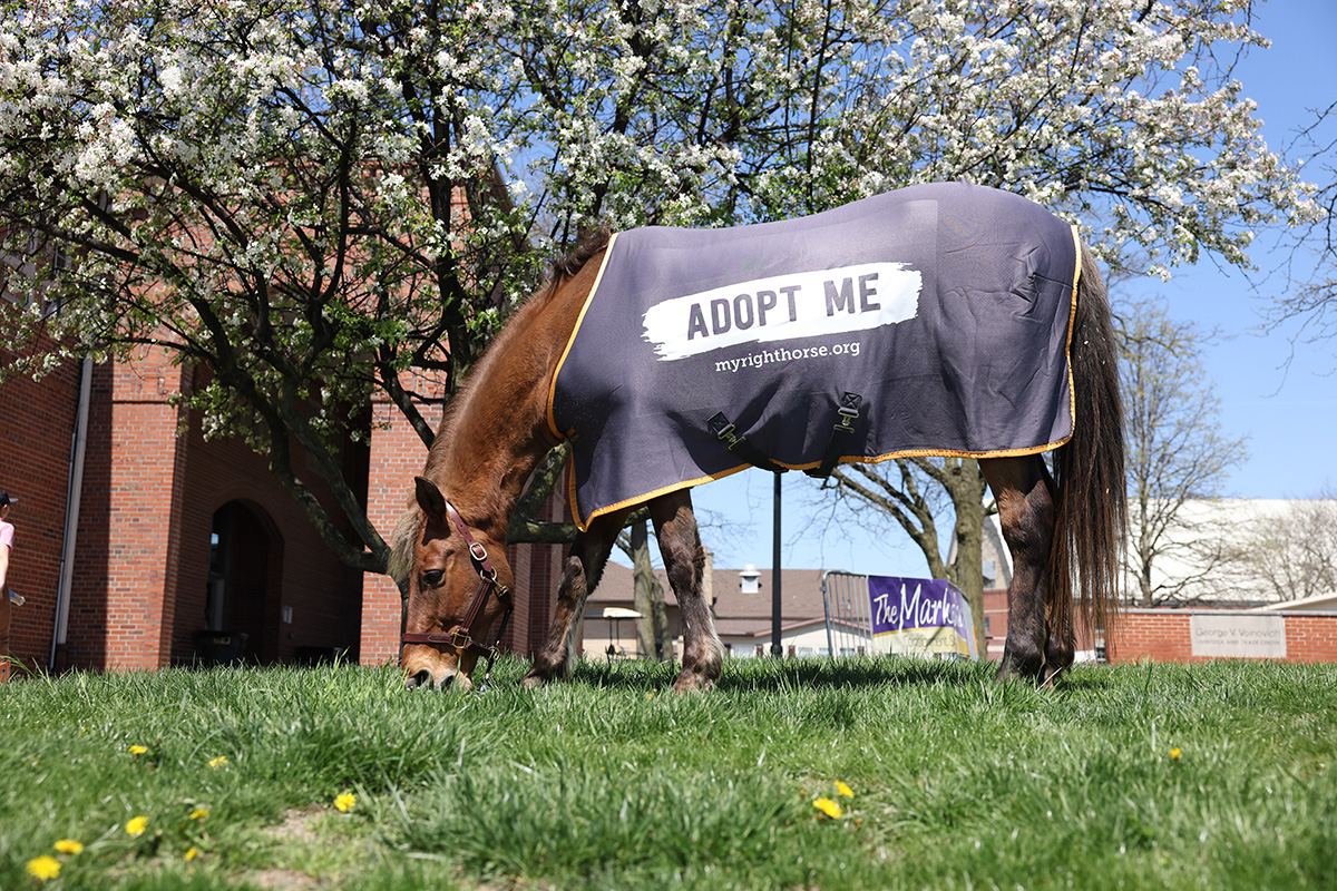 A horse sports an ASPCA Right Horse sheet