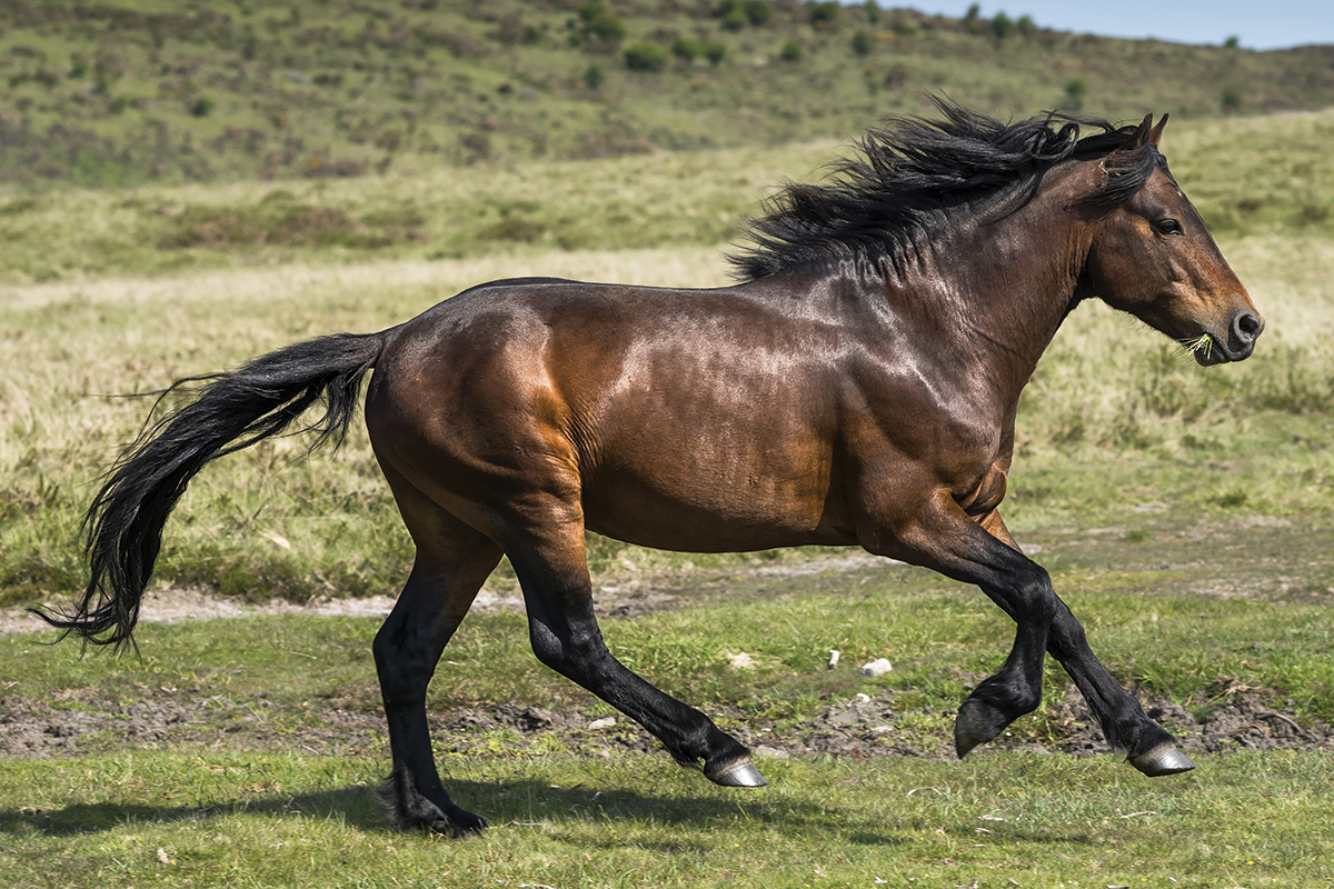 dartmoor pony