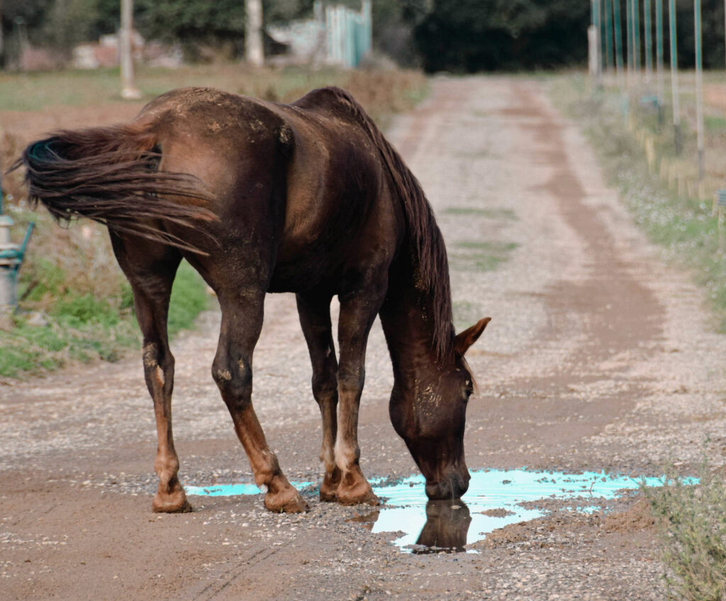 horses during drought