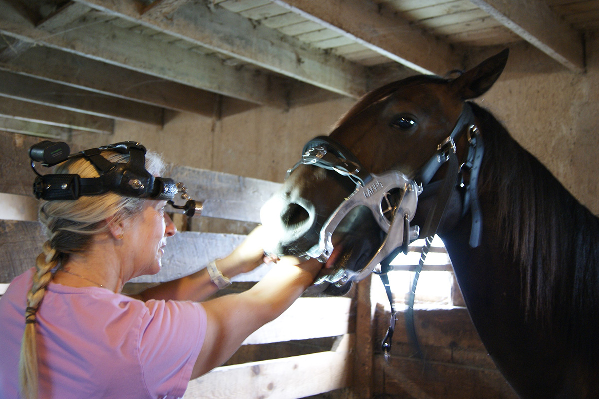 A horse wears a speculum as the dentist examines his mouth