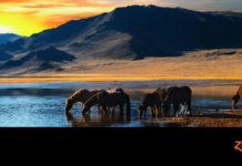 AHP Equine Industry Survey Returns in 2025 Promotion for the 2025 AHP Equine Survey sponsored by Zoetis.