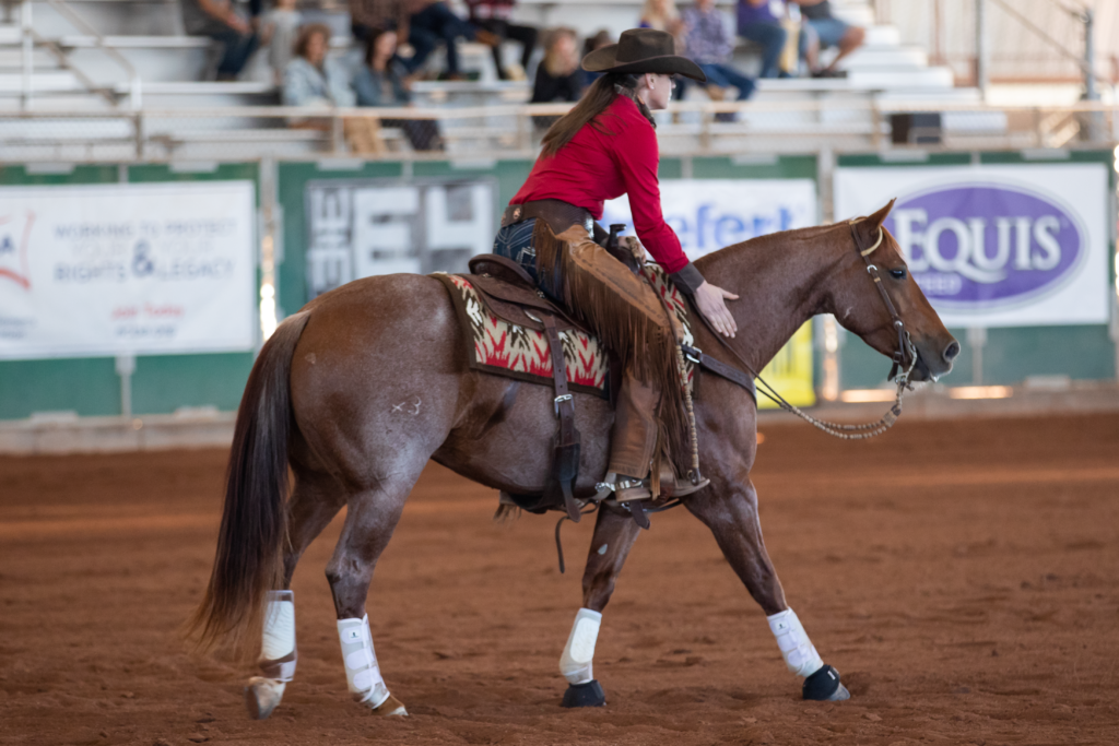 horse show trends