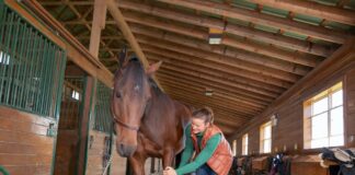 Be Your Horse’s Joint Health Champion