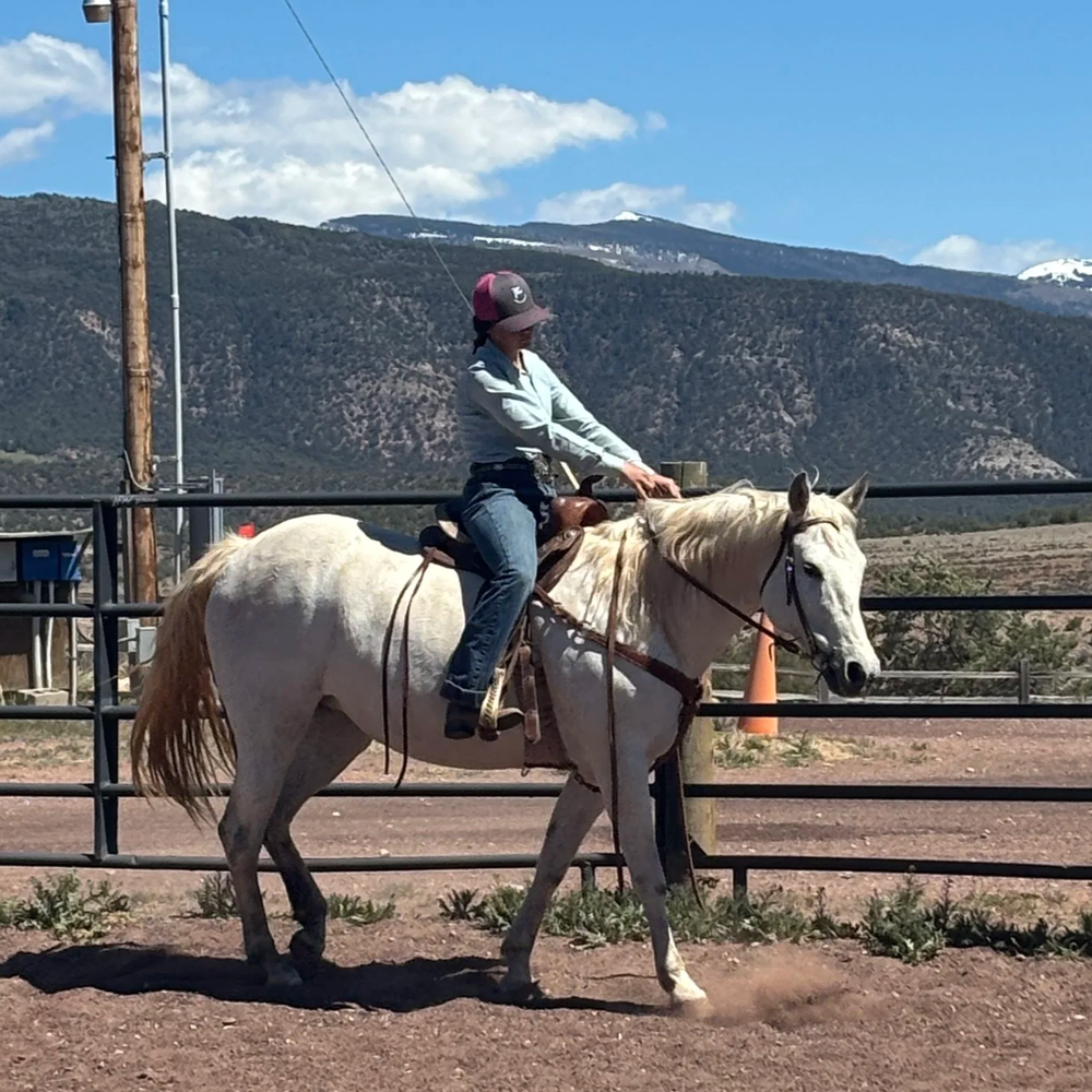 Barbie, a featured adoptable horse in Barn Banter episode 44.