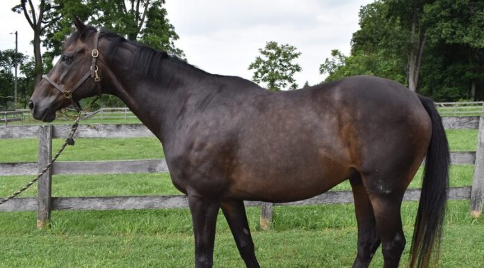 Adoptable horse Albert's Crossing