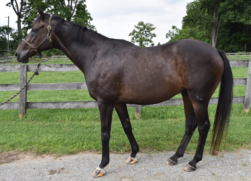 Adoptable horse Albert's Crossing