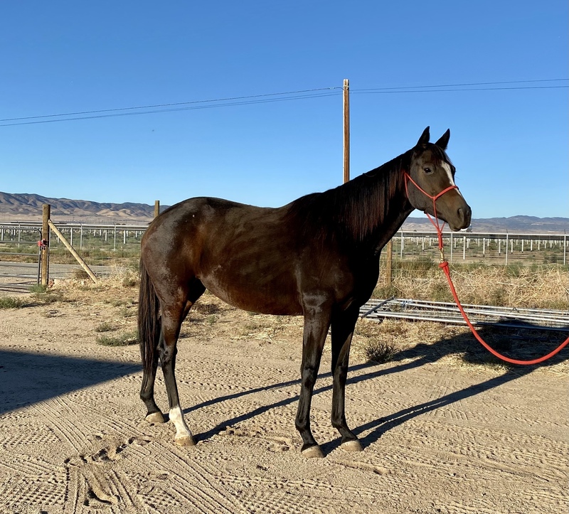 A dark bay Thoroughbred mare