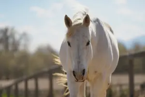 ASPCA Right Horse Adoptable Horse of the Week: Callie