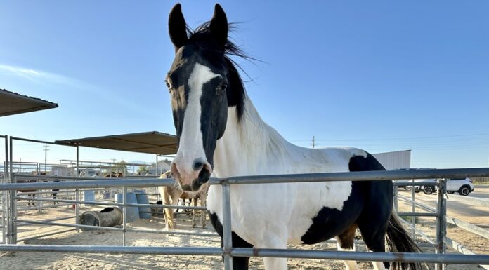 Adoptable horse Diesel