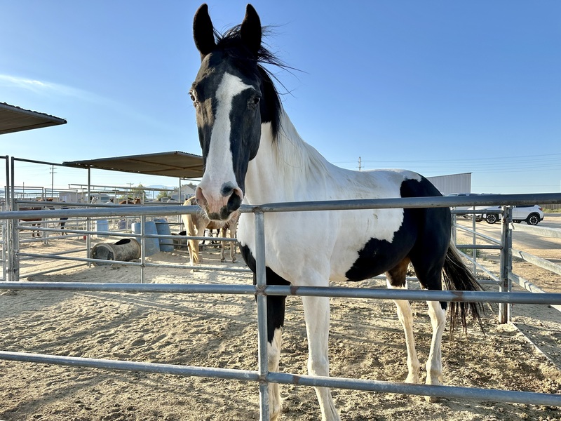 Adoptable horse Diesel