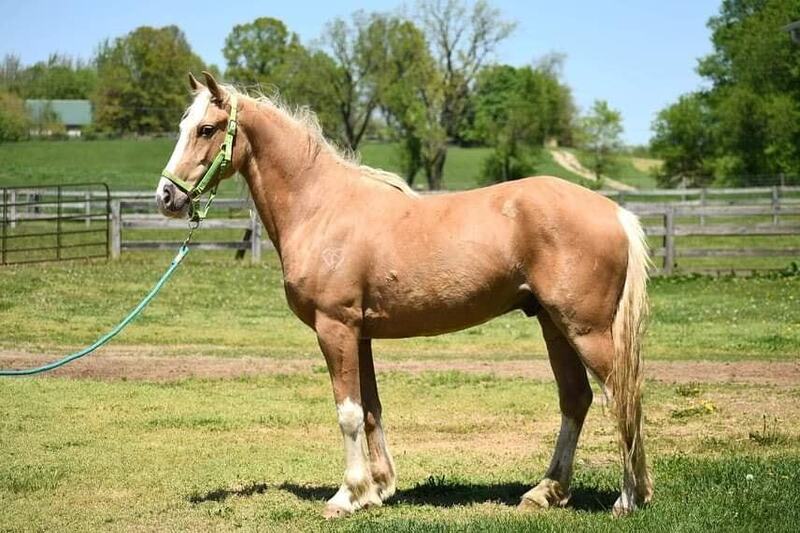 Adoptable horse Draco