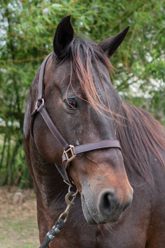 Headshot of a bay roan mare