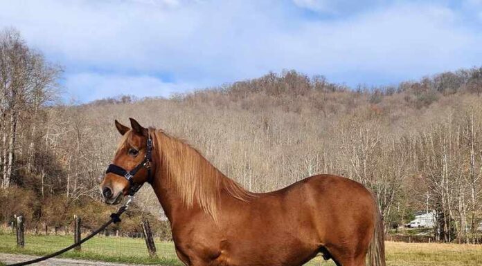 Adoptable horse Fabio