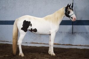 ASPCA Right Horse Adoptable Horse of the Week: Frida Kahlo