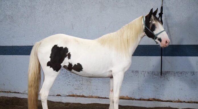 Adoptable horse Frida Kahlo