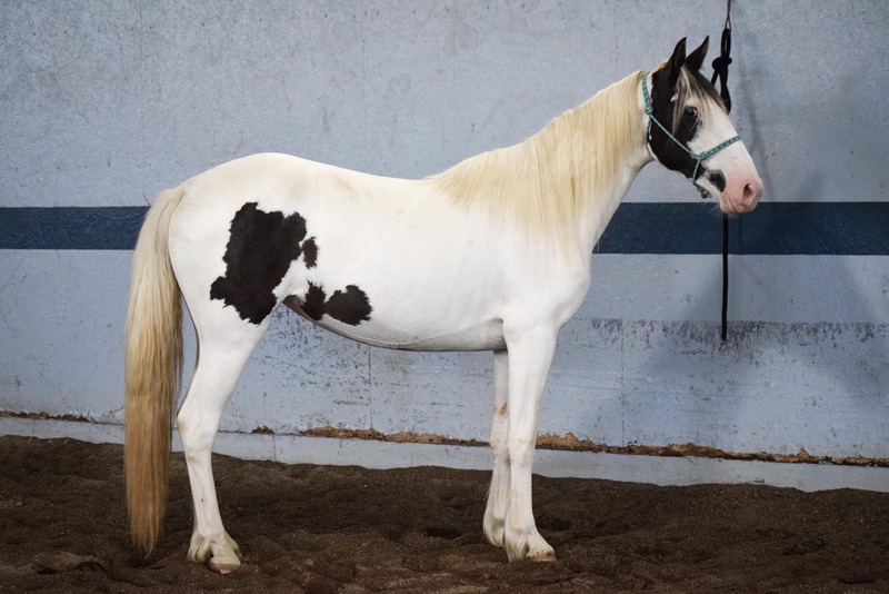 Adoptable horse Frida Kahlo