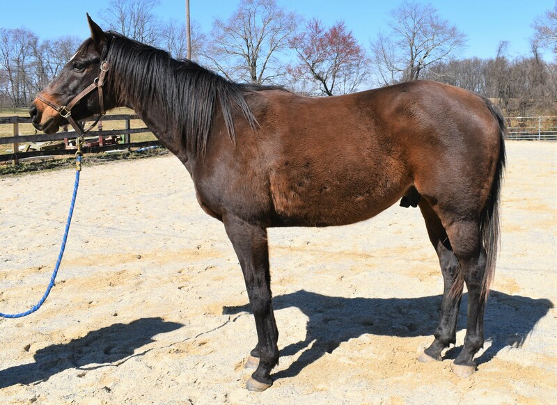 Conformation shot of an OTTB gelding