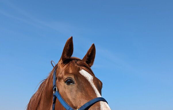 Adoptable horse Just a Regular Joe