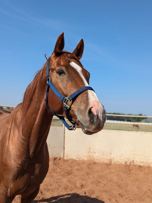 Adoptable horse Just a Regular Joe