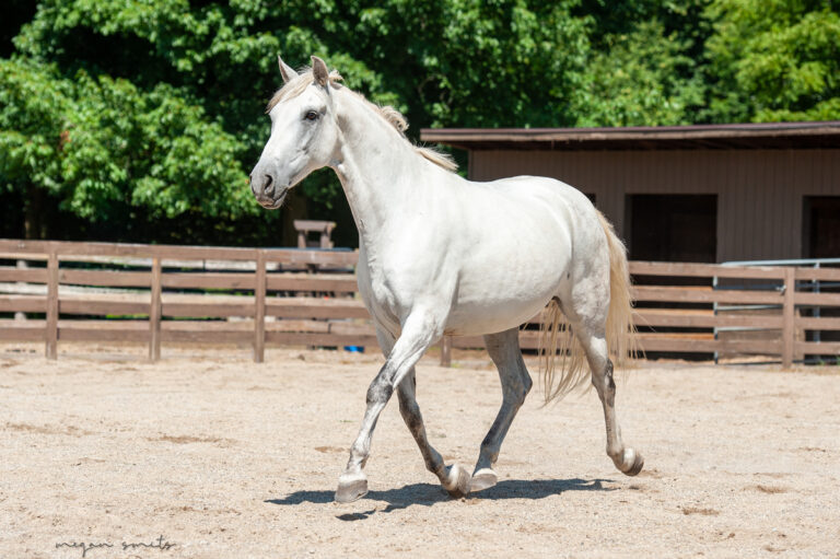 ASPCA Right Horse Adoptable Horse of the Week: Kasuco