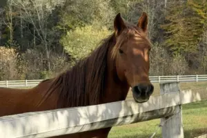 ASPCA Right Horse Adoptable Horse of the Week: Maggie