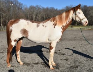 ASPCA Right Horse Adoptable Horse of the Week: Rowan’s Hunter