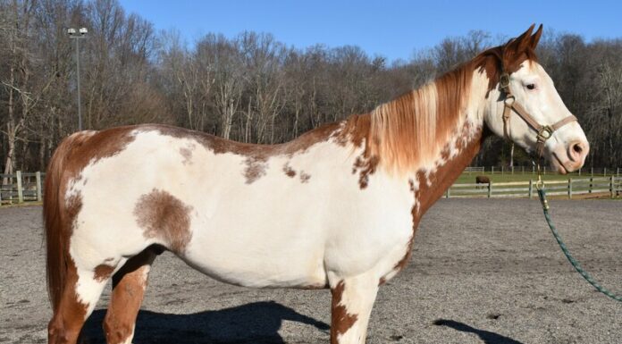 Adoptable horse Rowan's Hunter