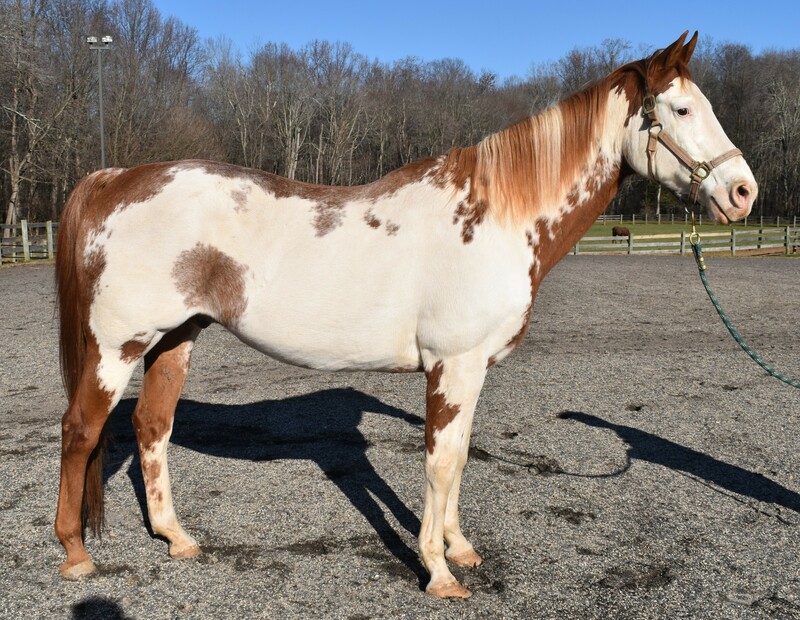 Adoptable horse Rowan's Hunter