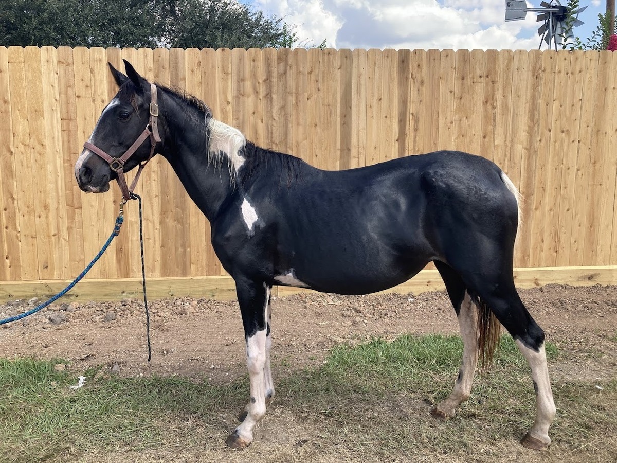 A bay tobiano mare.