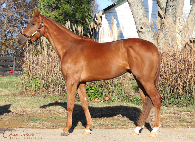 Conformation photo of a chestnut OTTB gelding