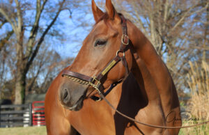 ASPCA Right Horse Adoptable Horse of the Week: Steel City Dude