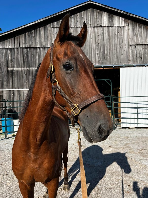 A bay Saddlebred gelding