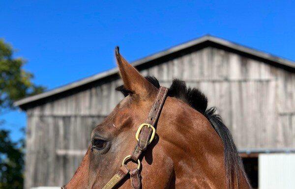 adoptable horse the luxor