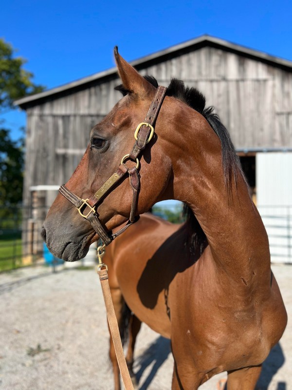 Adoptable horse The Luxor