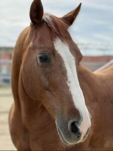 ASPCA Right Horse Adoptable Horse of the Week: Titan