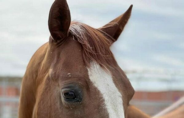 Adoptable horse Titan