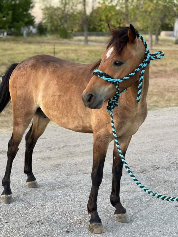 A buckskin pony