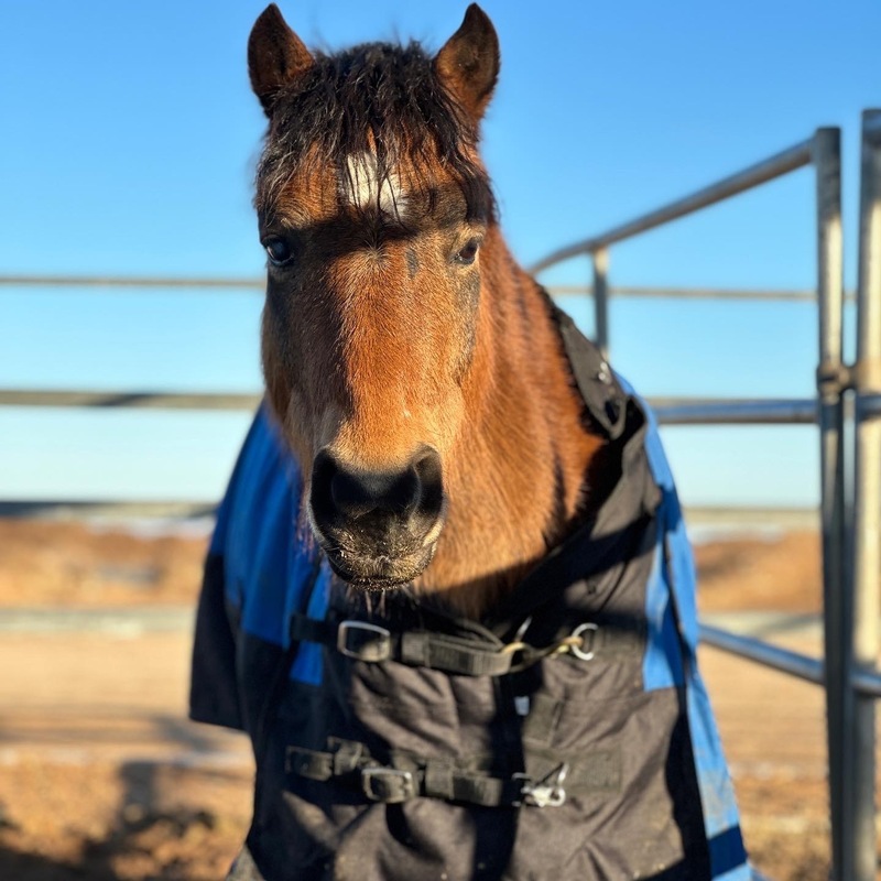 Adoptable horse Tristan