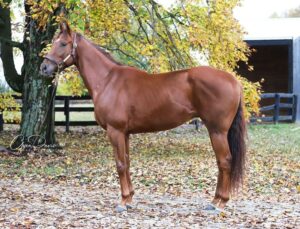 ASPCA Right Horse Adoptable Horse of the Week: What a Night