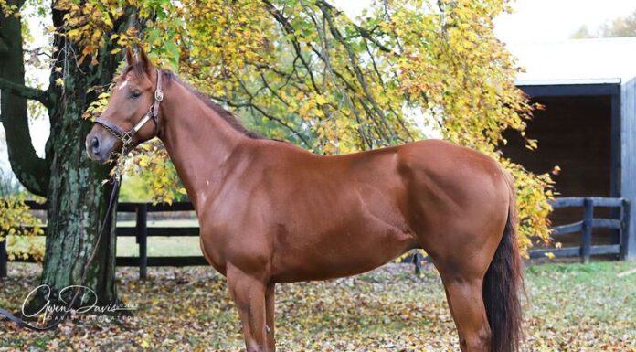 Adoptable horse What a Night