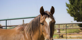 ASPCA Right Horse of the Week Bryce