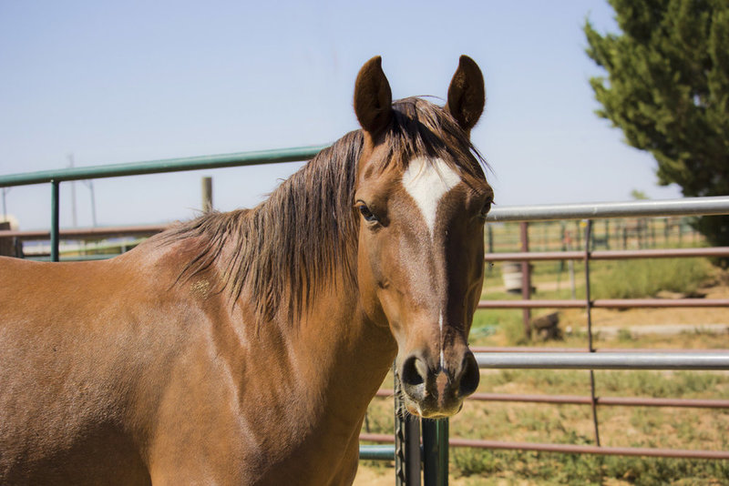 ASPCA Right Horse Adoptable Horse of the Week Bryce