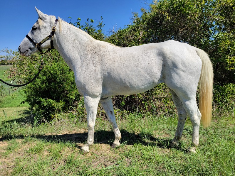 Adoptable horse Jess