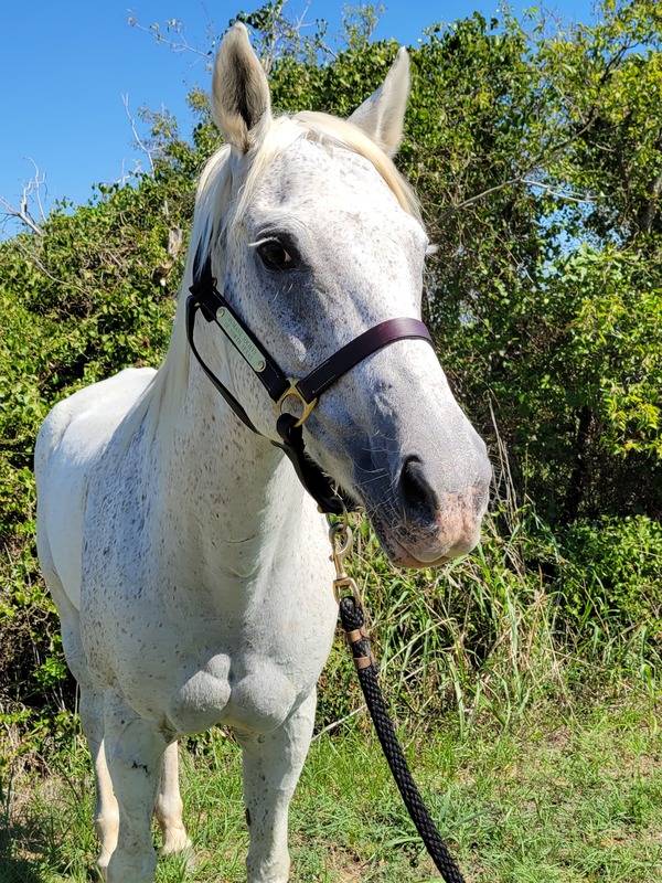 A beautiful gray mare