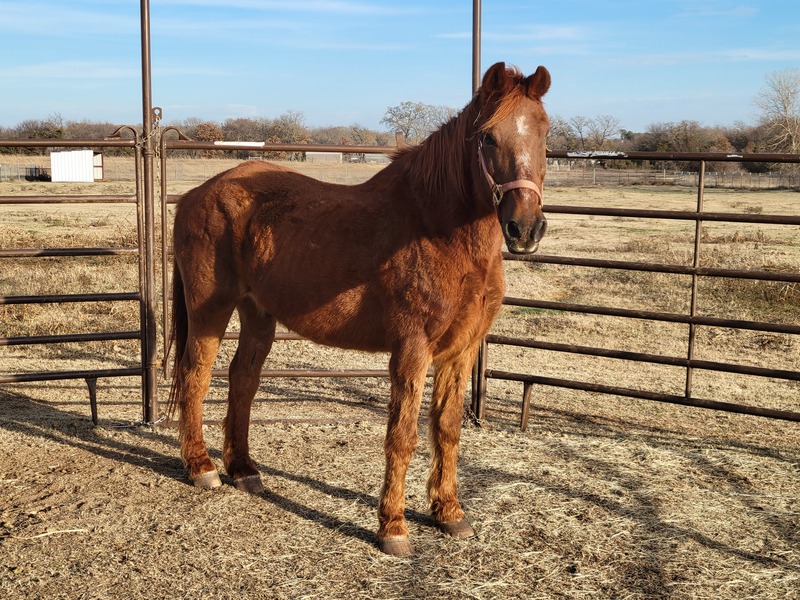 Adoptable mustang Atlas