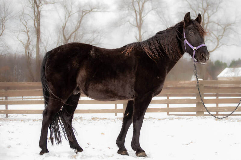 Conformation shot of Trooper, a black Tennessee Walking Horse
