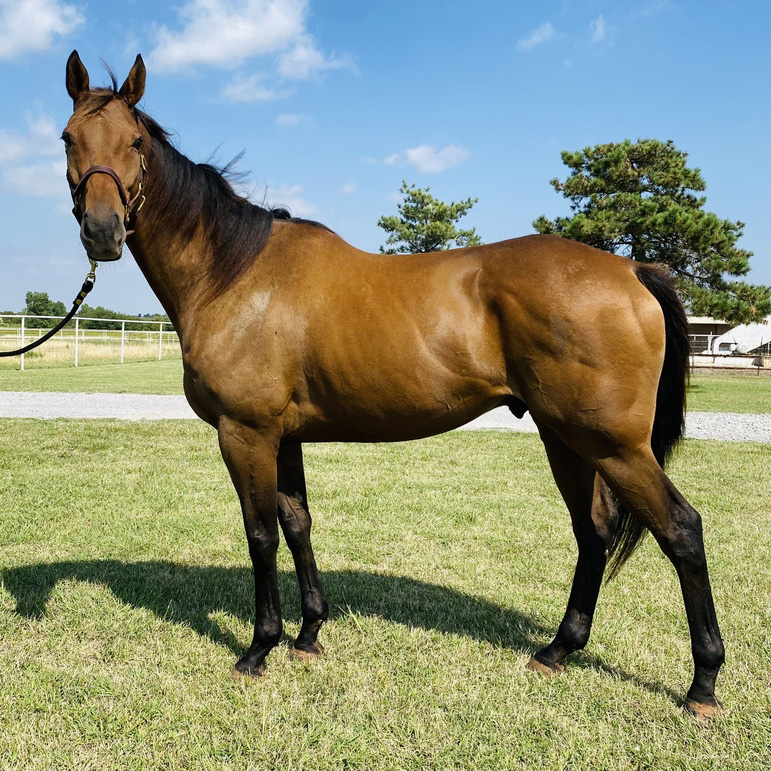 Bestie, an adoptable horse featured in Barn Banter episode 18