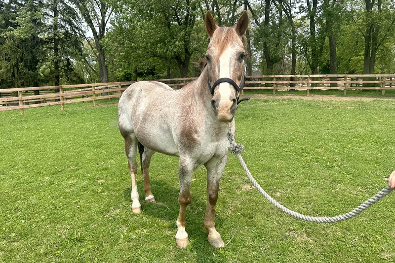 Adoptable horse Chappy