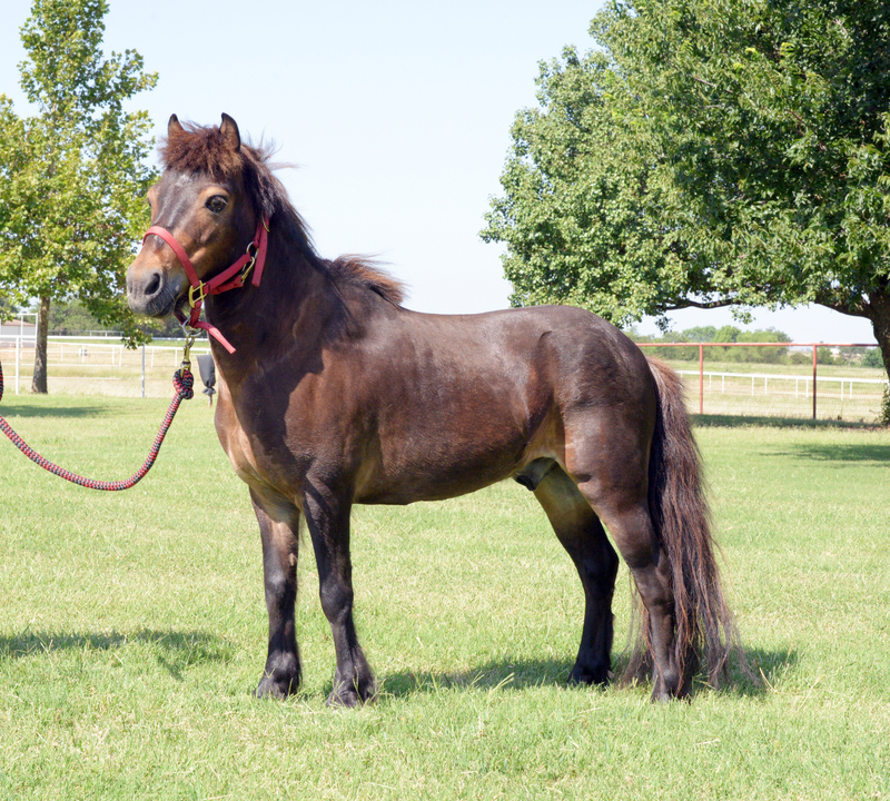 Adoptable miniature horse Charlie Brown