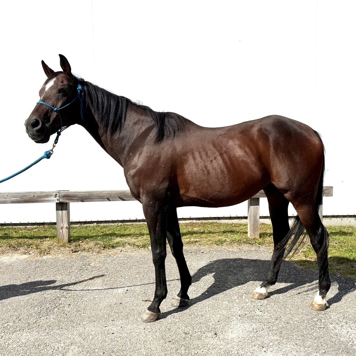 Adoptable horse Pip, featured in Barn Banter Episode 48.